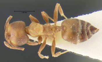 Media type: image; Entomology 28849   Aspect: habitus dorsal view